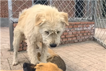 国外爆火的下司犬竟是贵州土狗：纯种能卖到20多万！