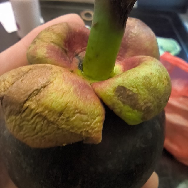 【夏日必备水果】清甜多汁山竹你不来点😋