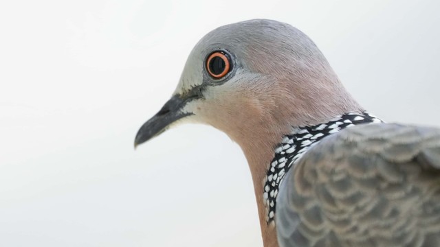 人生第一次打鸟，感觉50-300mm镜头也不太够用