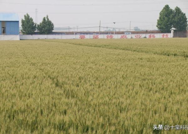 小麦种子“卷”到一斤最高1.9元，明年会更“卷”，因为七大原因
