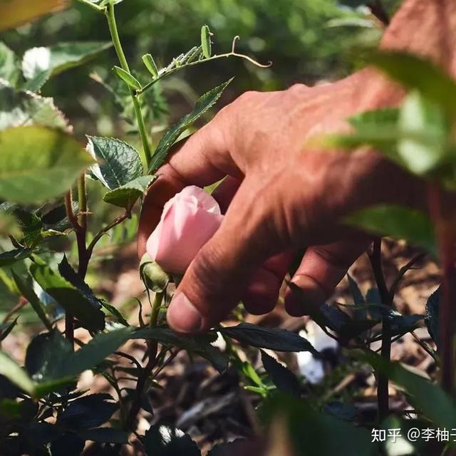 有哪些好用的抗老精华推荐？