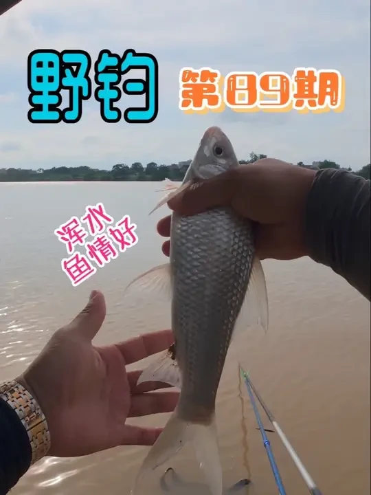 这种水质的鱼情就是好#原来钓鱼才是抖音运动顶流 #土鲮 #野河野钓 #城市渔仓 #沃鼎王者神剑三代