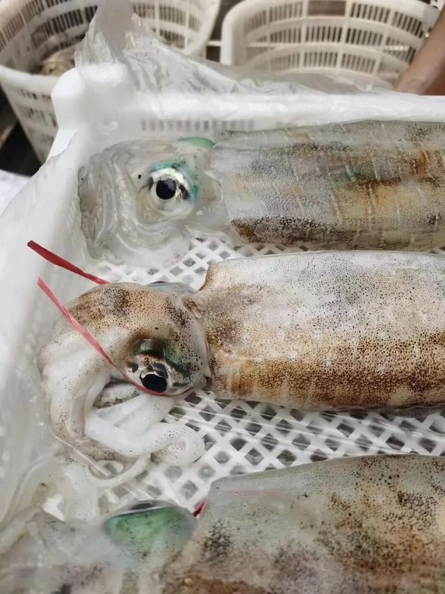 🦑红英姐姐的鱿鱼科普时间🦑