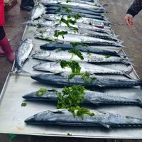 燕鱼和鲅鱼的区别，哪种有营养好吃？