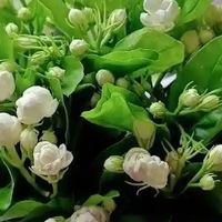 最适合放卧室的7种绿植搭配，养护简单，颜值高，还能净化空气！