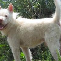 中国土狗海外封"狗王"引3亿围观 濒危下司犬逆袭照出文化认知差