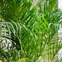 能净化空气的8种花，再穷也得养上一盆，家里的废气统统都吸光！