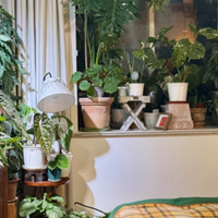 适合卧室养的5种花，晚上会清新空气，难怪越睡越香！