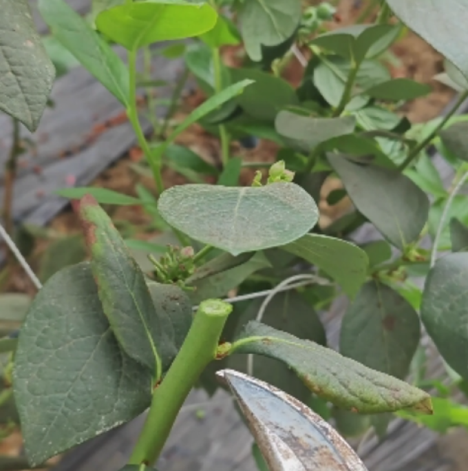 开时果鲜花绿植
