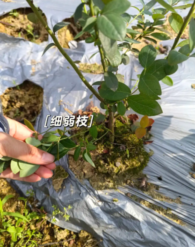 开时果鲜花绿植