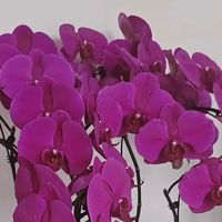 老花匠忠告：养蝴蝶兰，我犯过4个“错误”，避开了，花开300朵