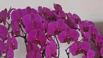 老花匠忠告：养蝴蝶兰，我犯过4个“错误”，避开了，花开300朵