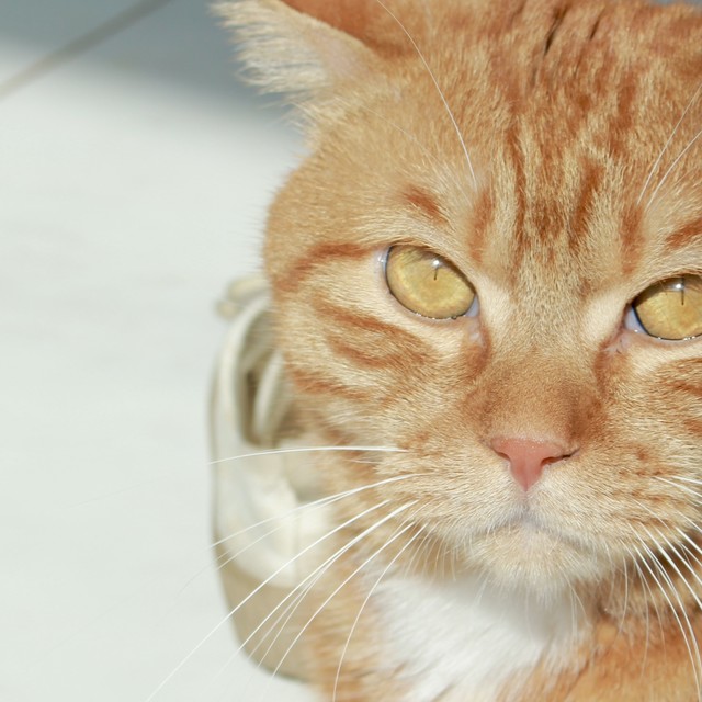 猫咪吃什么猫粮好？高性价比品牌推荐大揭秘！