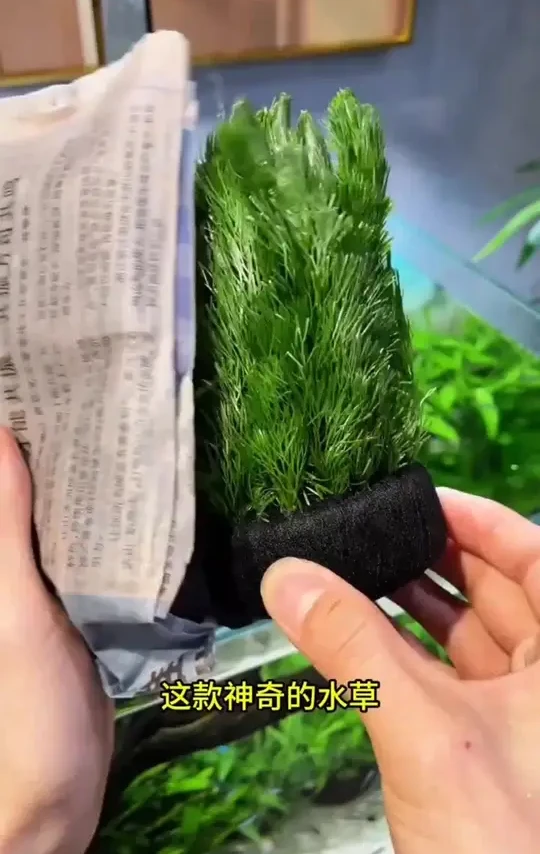 什么是一坨成景，绿菊水草太适合我们新手了，不仅好看还能给鱼缸释放氧气。#鱼缸里的大自然#养鱼日记#鱼缸造景#绿菊 绿菊坨草 #水草