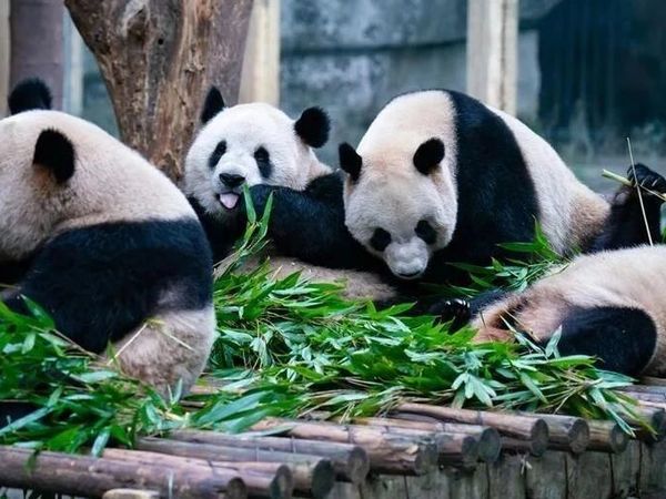 成都4天3夜懒人攻略！熊猫撸到爽+火锅吃到撑，避坑指南快收藏！