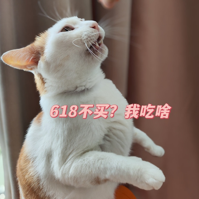 618大促，晒晒小猫猫的爱吃爱用的好物清单