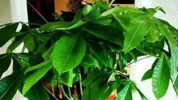 “富贵竹”不要乱买，选对根数每天都有“好运气”！