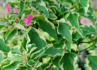 三角梅不开花？老花匠来支招：做好3件事，花开满枝