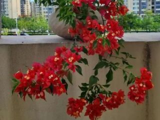 三角梅不开花？老花匠来支招：做好3件事，花开满枝