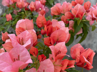 三角梅不开花？老花匠来支招：做好3件事，花开满枝
