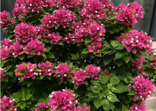 三角梅不开花？老花匠来支招：做好3件事，花开满枝