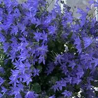 山东女子，因“紫风铃草爆花”走红，花开10000朵，壮观又治愈！