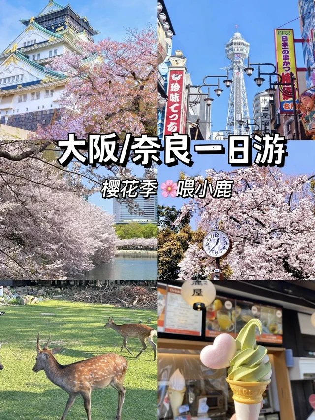 大阪奈良樱花季citywalk！赏樱🌸喂小鹿