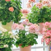建议一定要养的7种花，一年到头都能开花，花香又漂亮！