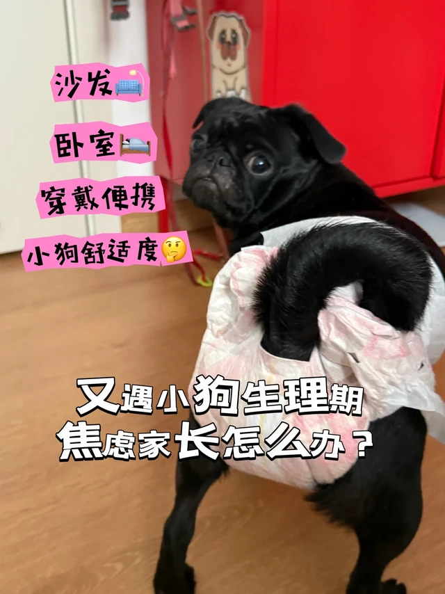 又遇小狗生理期，焦虑家长怎么办？🤔