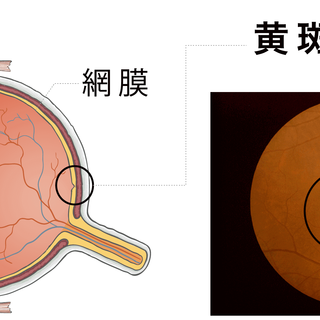 数码时代护眼必备：读懂儿童叶黄素，科学守护视力健康