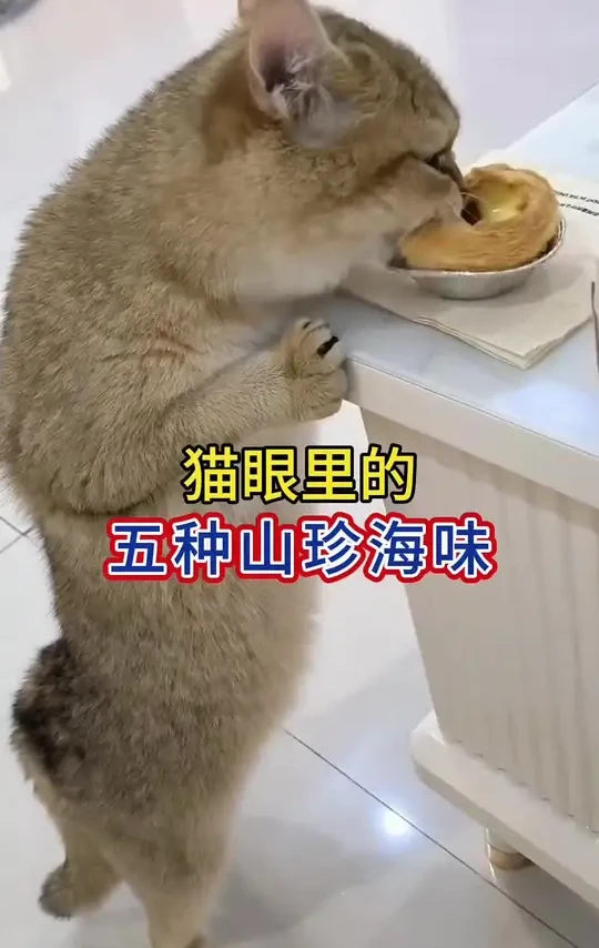 在小猫眼里的5种山珍海味的食物，东西吃对了小猫呀不仅少生病，而且长得还好，看看有没有你家小猫喜欢吃的，#新手养猫 #养猫经验分享 #养猫知识分享 #养猫小妙招#养宠进阶指南