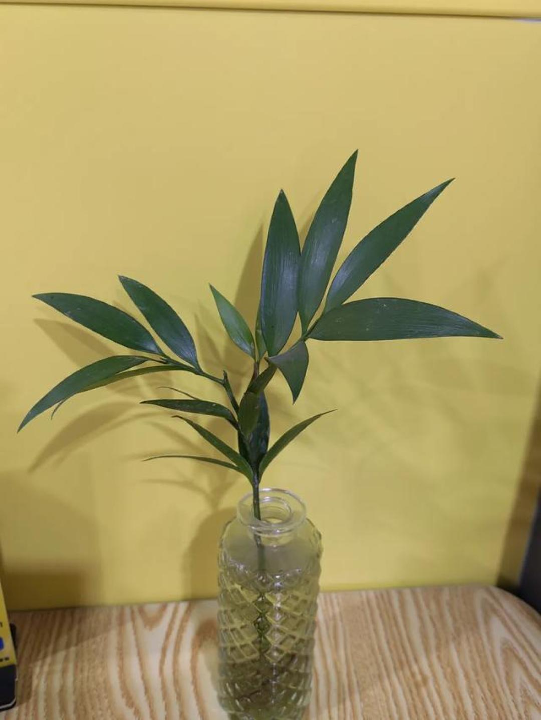 水培竹柏：高颜值家居绿植还能净化空气，养护省心才是硬道理