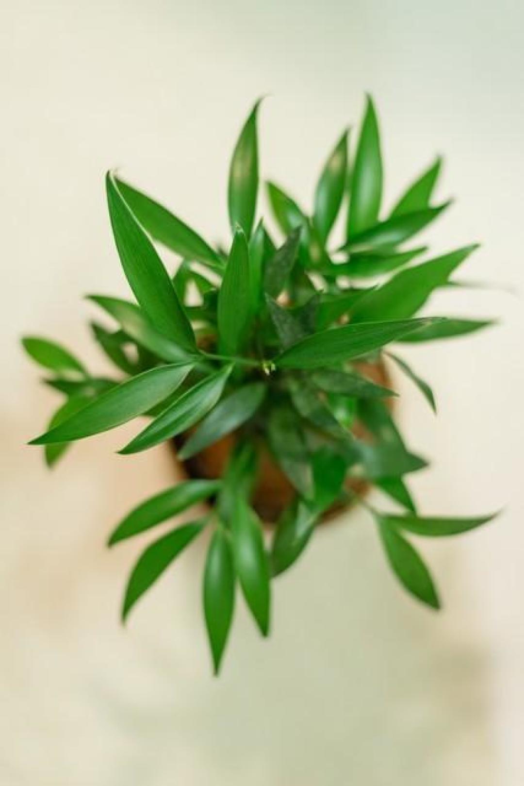 水培竹柏：高颜值家居绿植还能净化空气，养护省心才是硬道理