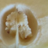 包装严实果香扑鼻的人参果