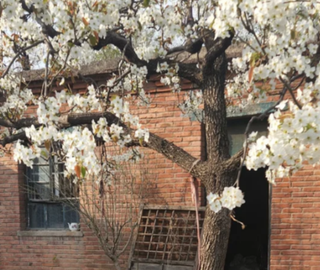 “门口见阴树，日子过不顺”，这3种阴树别种在门口，是大忌讳！