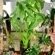 江苏一女子，因“把茨菇当绿植养”火了，亭亭玉立，太养眼了~