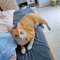 2025年国产猫粮十大名牌有哪些？国内十大猫粮品牌排行榜对比