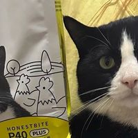 诚实一口P40，猫咪的新宠