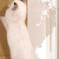 618必买宠物好物清单，零食、玩具、清洁用品全攻略