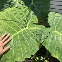 种花这阵子后，“植物杀手”纯小白的一些总结。