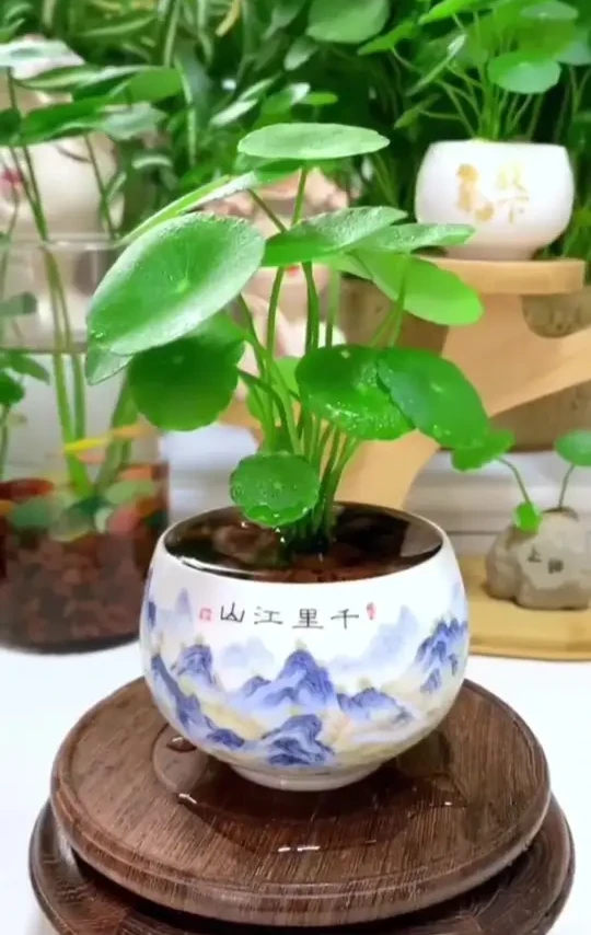 这个适合生长在水里的植物叫做铜钱草，它种植简单，水培、土栽都可以，不用很大的地方。一个小茶杯，一个小碗都可以，它叶片小巧圆润，像古代的铜钱，养在家里和阳台小院都可以，放在客厅书房，特别有意境。有喜欢养