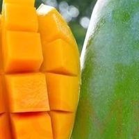 云南大青芒，新鲜现摘的甜蜜