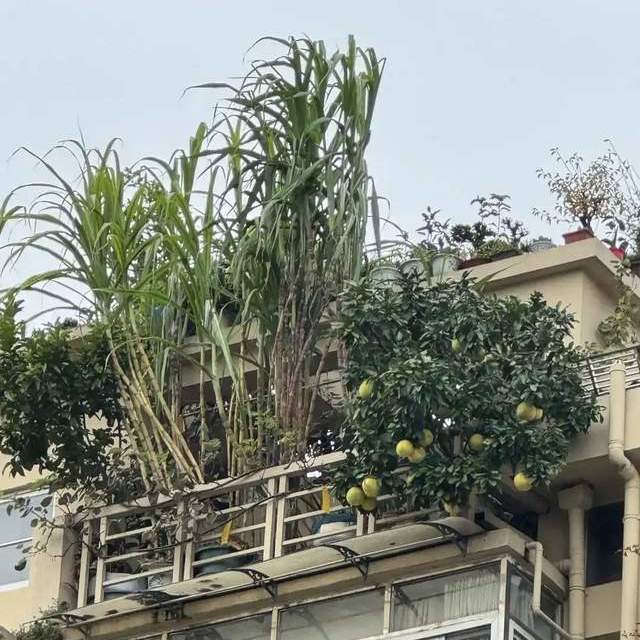 这个广西大哥的“甘蔗”火了，5年长出270节，网友直呼：成精了！