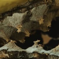京东自营榴莲售后期限48小时,生果风险大