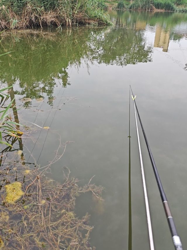 野钓鲫鱼没口，鱼离底了？