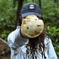 最全昆明周边拾菌攻略，包括拾菌装备、拾菌路线以及注意事项