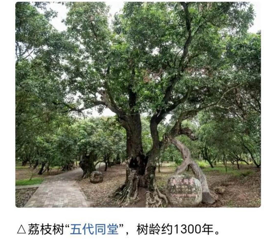 千年荔枝树采摘权竞拍记:90后小伙解锁古树新经济密码