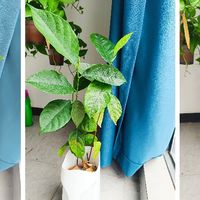 从“小黄叶”到“绿油亮”菠萝蜜叶子“逆生长”秘诀：绿茶渣