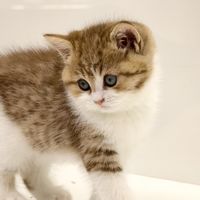 铲屎官必看！科学选玩具，让猫咪玩出幸福感