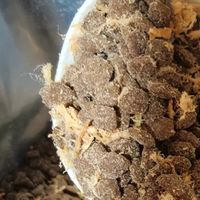 618狗粮必囤！鲜粮说鸭肉梨yyds